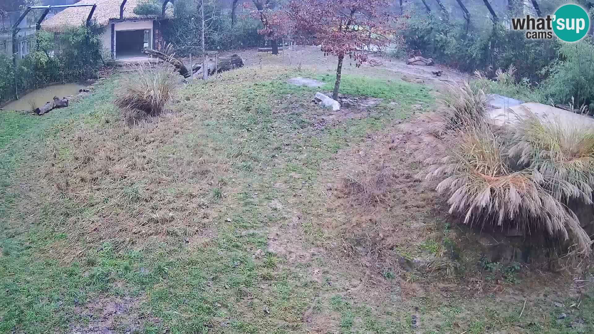 Ljubljana Zoo webcam Lion