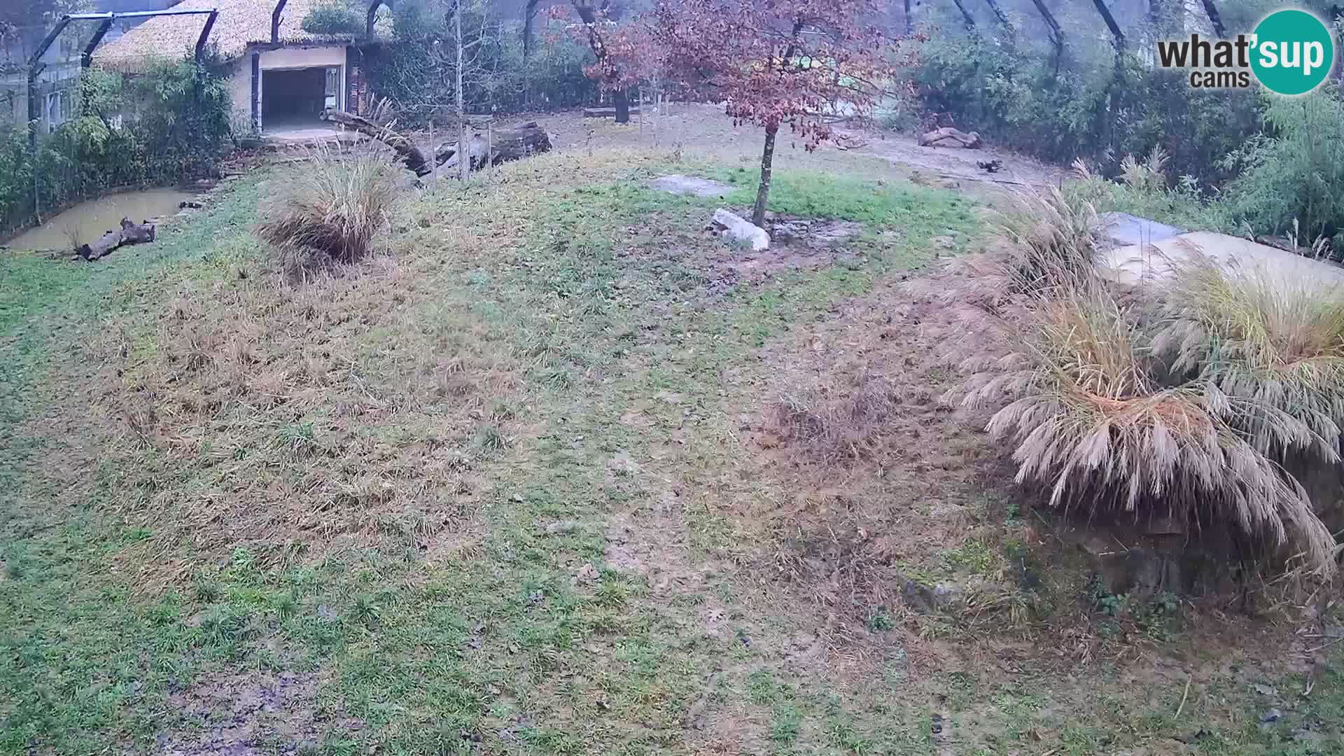 Zoo Lubiana live webcam Leoni