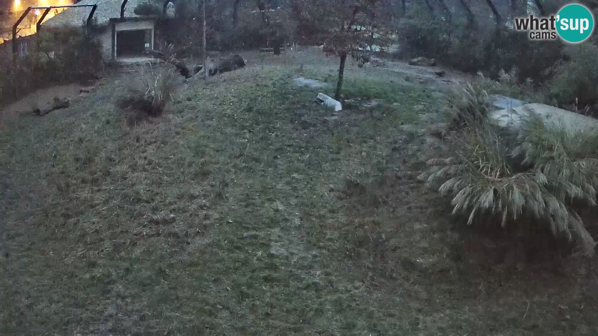 Zoo Lubiana live webcam Leoni