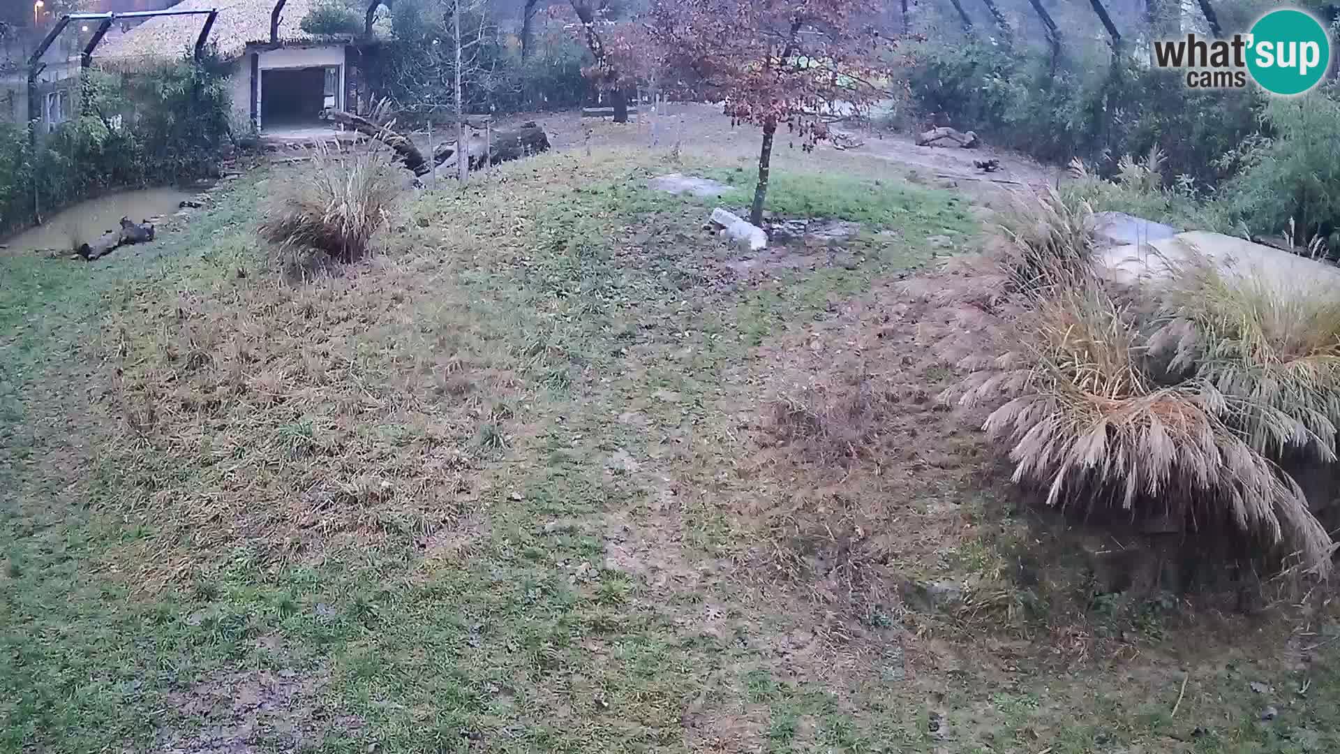 Zoo Ljubljana webcam Löwen