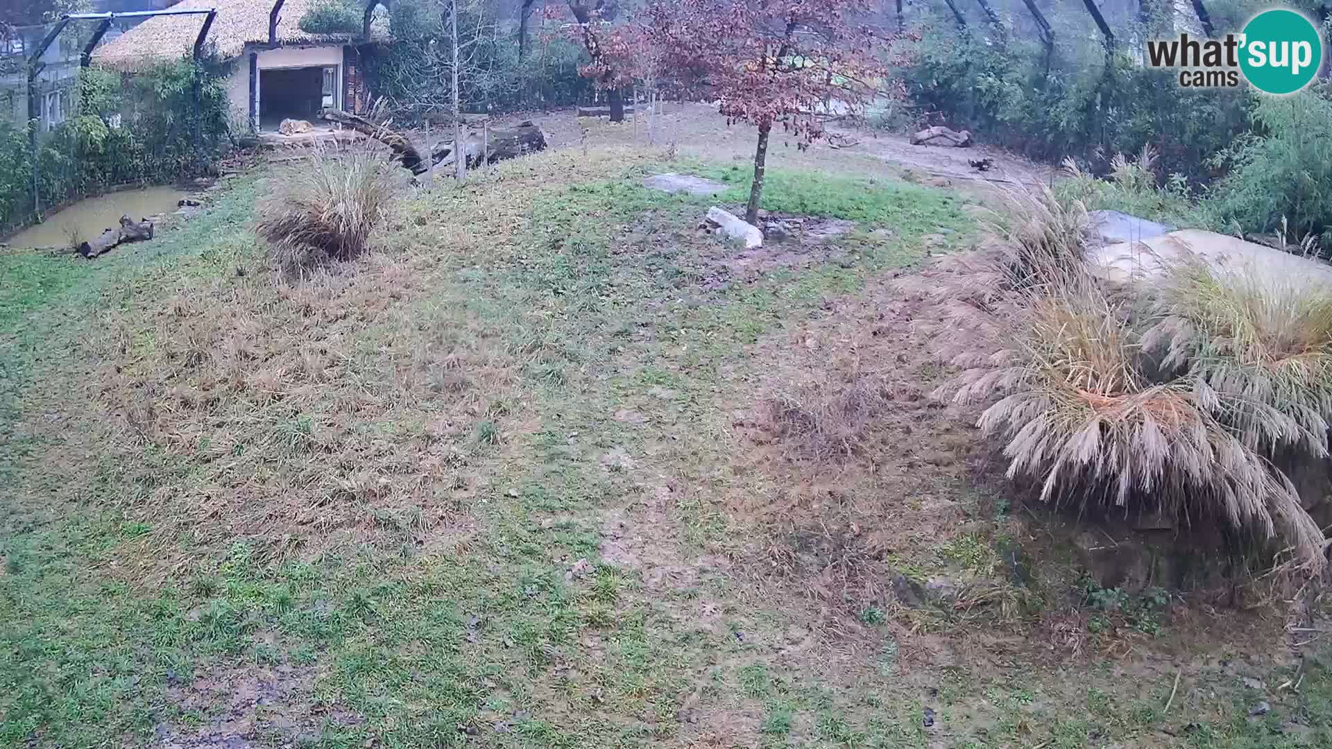 Ljubljana Zoo webcam Lion