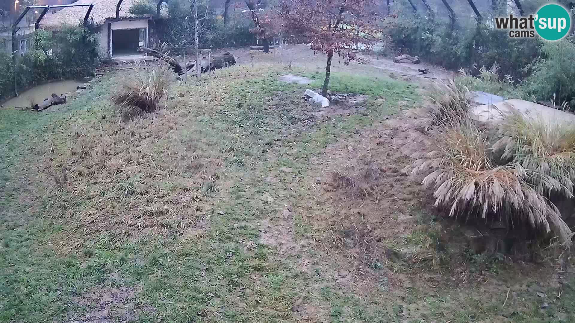 Zoo Lubiana live webcam Leoni