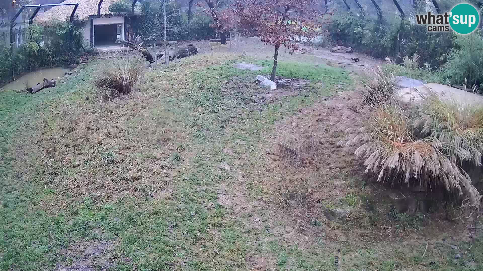 Ljubljana Zoo webcam Lion