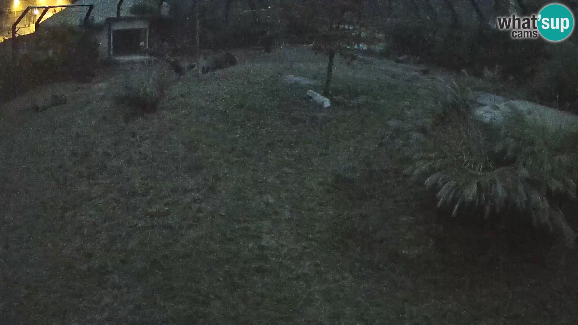 Ljubljana Zoo webcam Lion