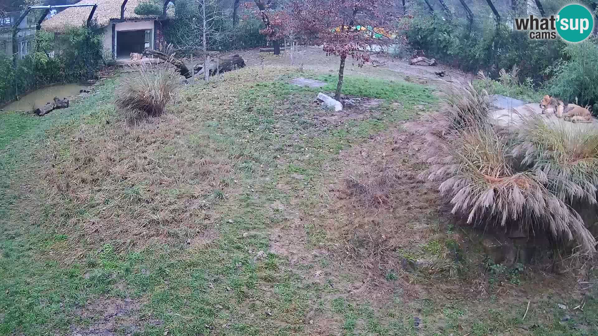 Live Ljubljana Zoo webcam Lion