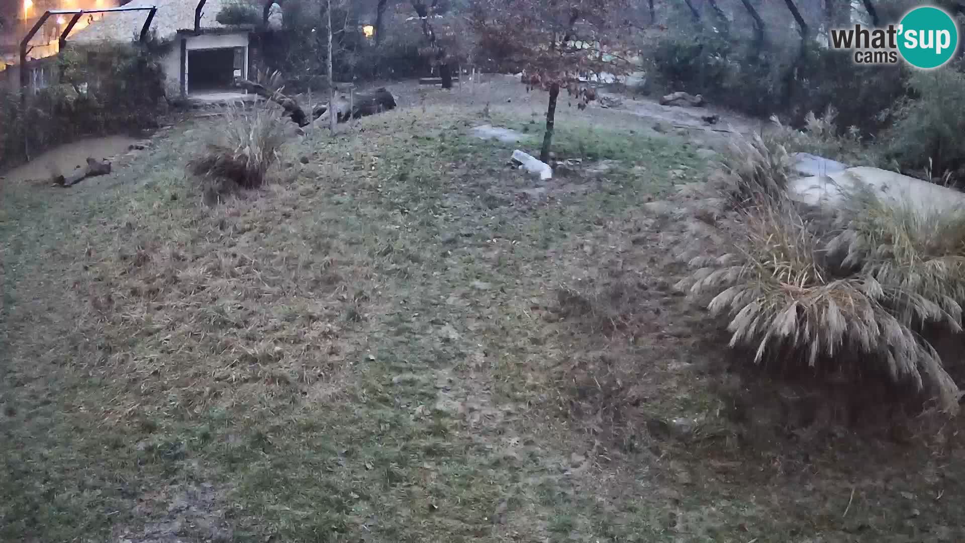 Zoo Lubiana live webcam Leoni