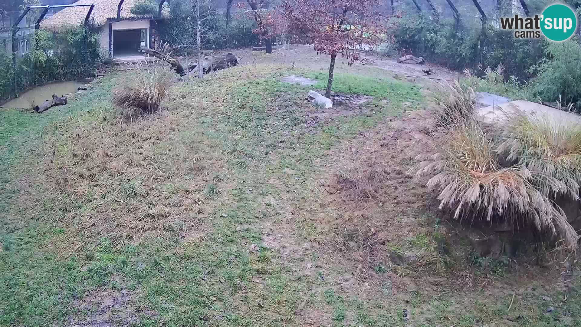 Ljubljana Zoo webcam Lion
