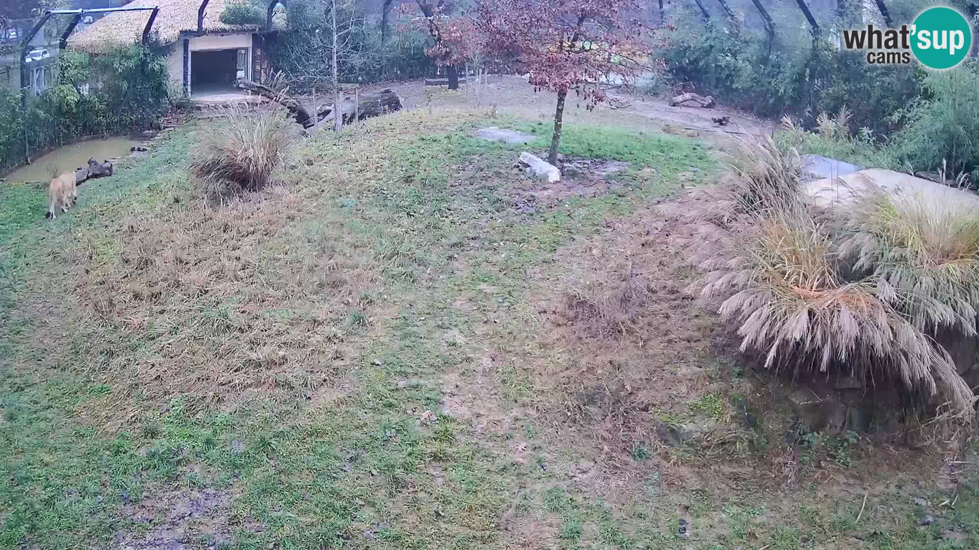 Zoo Ljubljana camera en vivo Leones