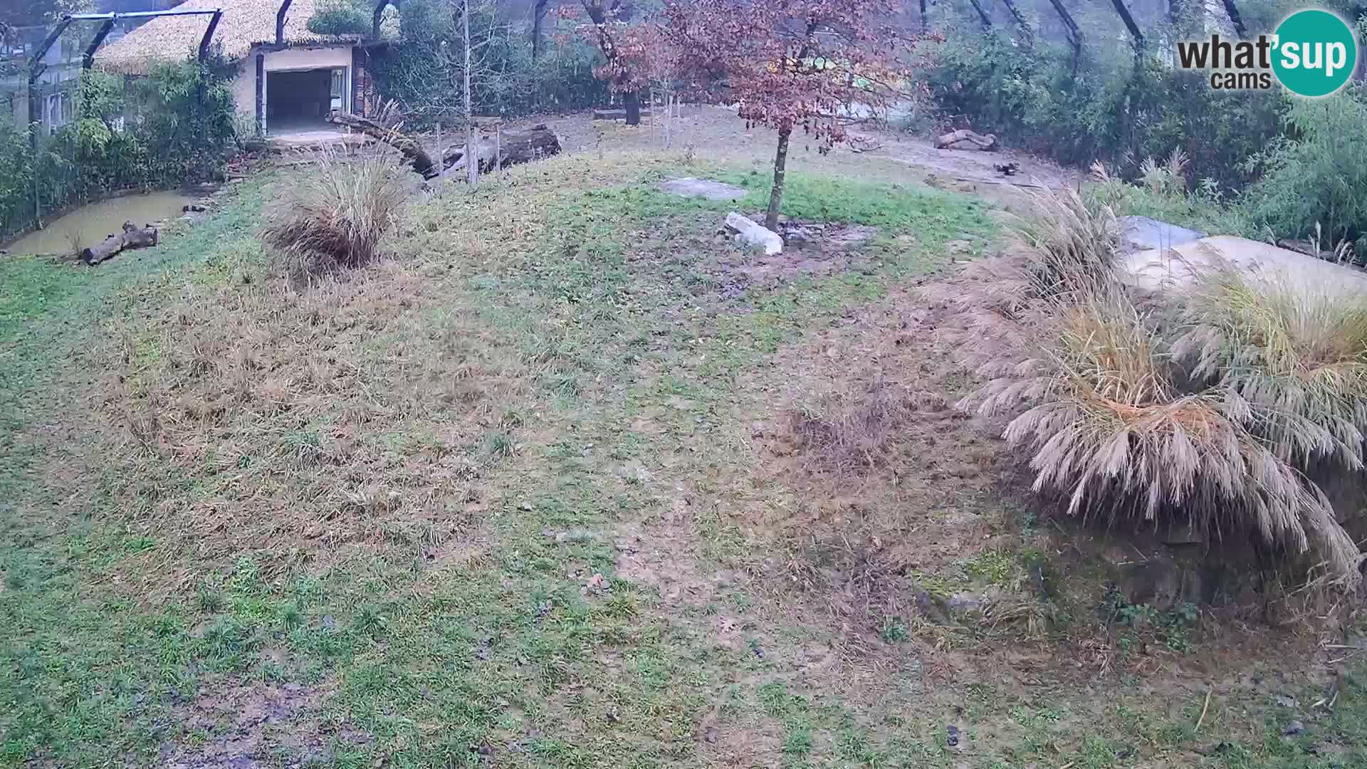 Ljubljana Zoo webcam Lion