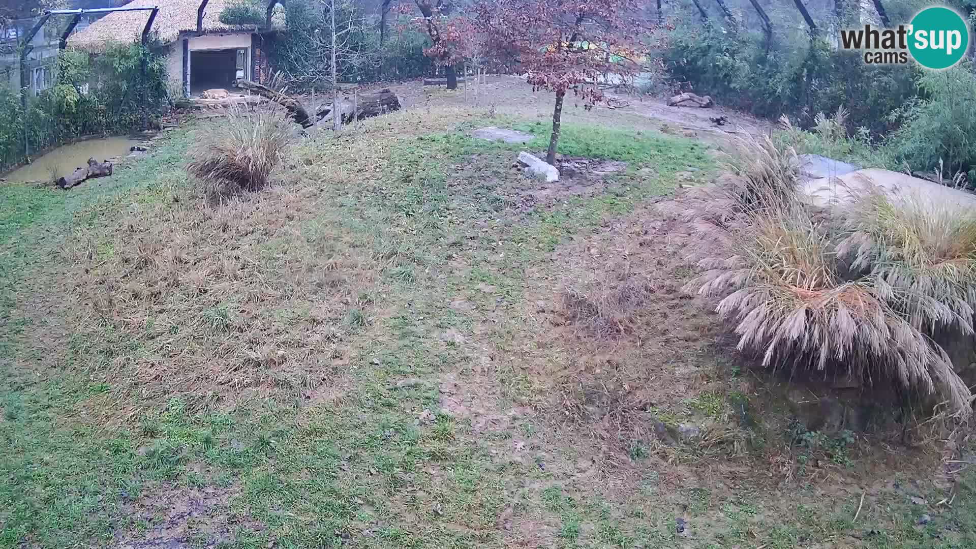 Zoo Ljubljana camera en vivo Leones