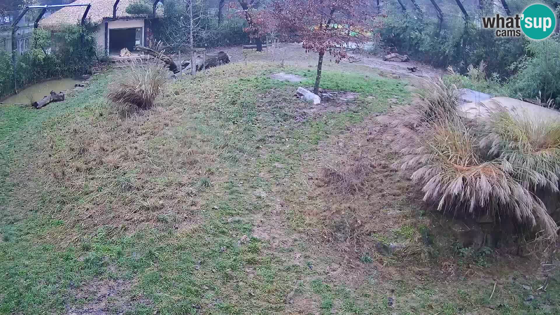 Zoo Lubiana live webcam Leoni