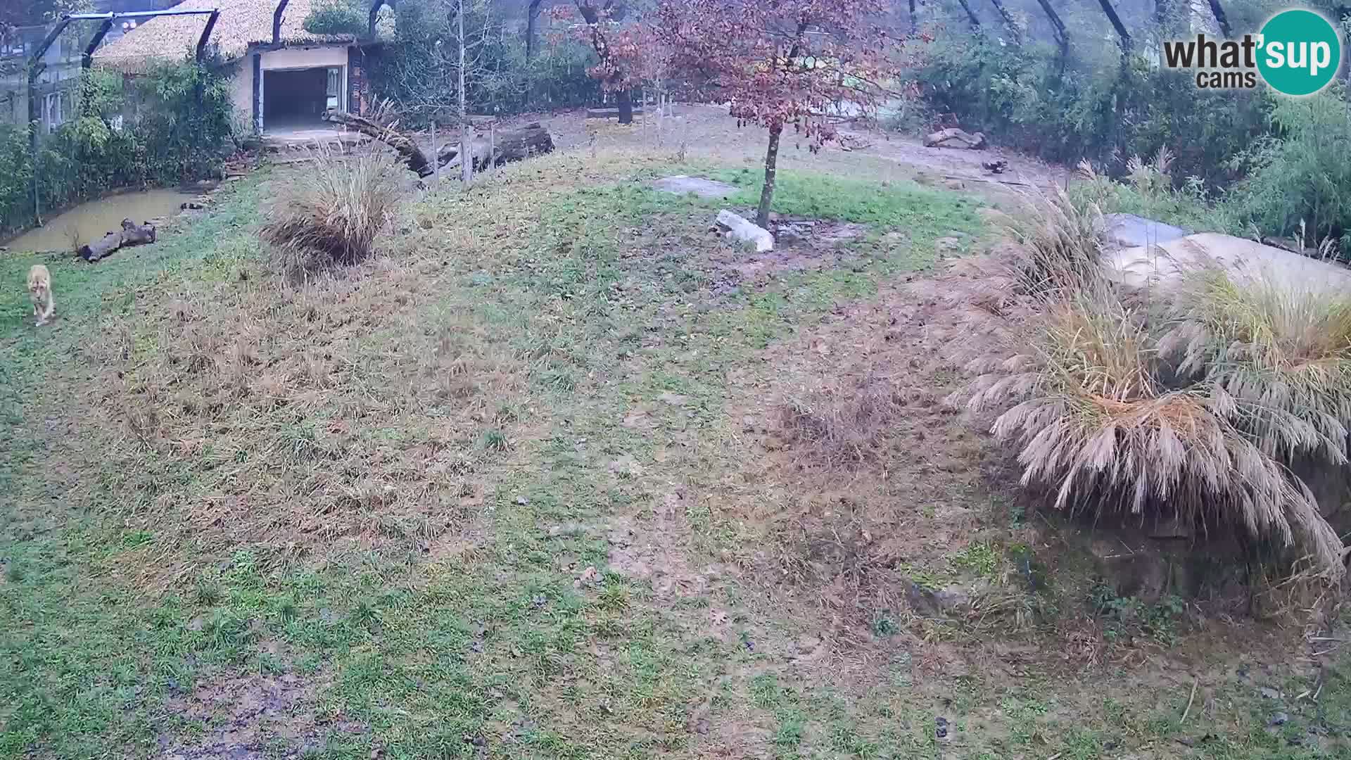Zoo Lubiana live webcam Leoni
