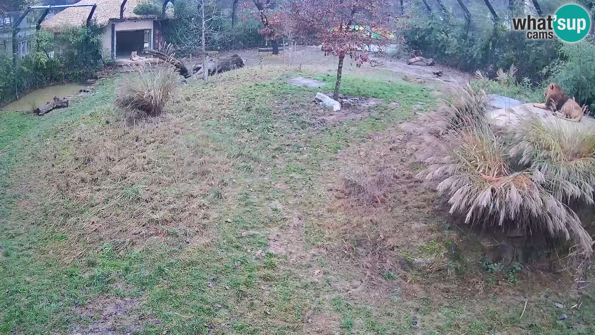Zoo Ljubljana webcam Löwen