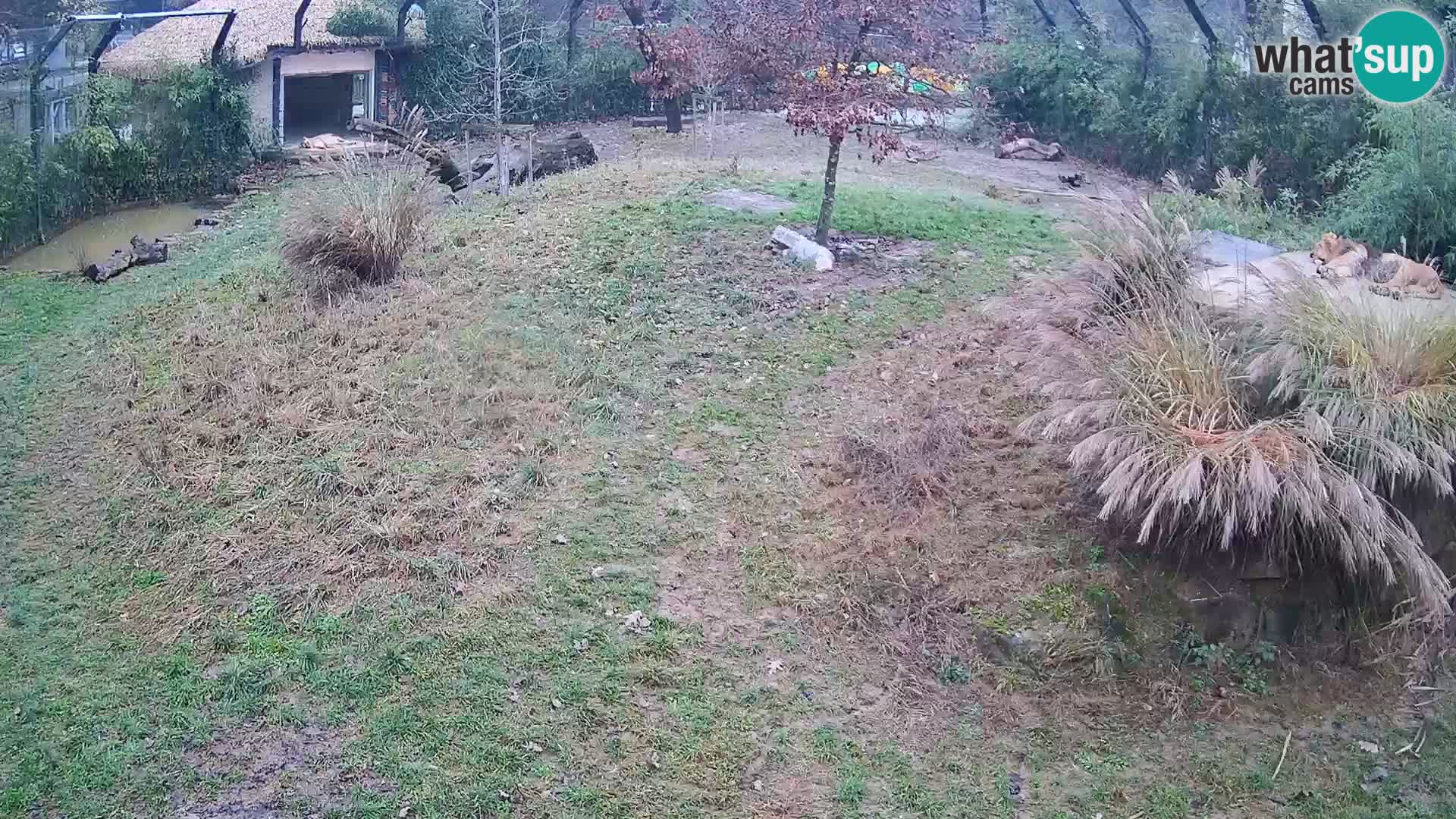 Zoo Lubiana live webcam Leoni