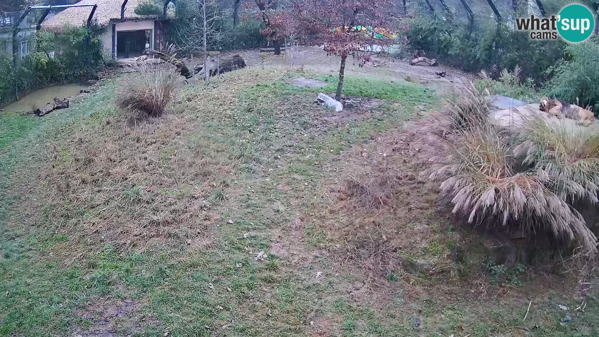 Ljubljana Zoo webcam Lion