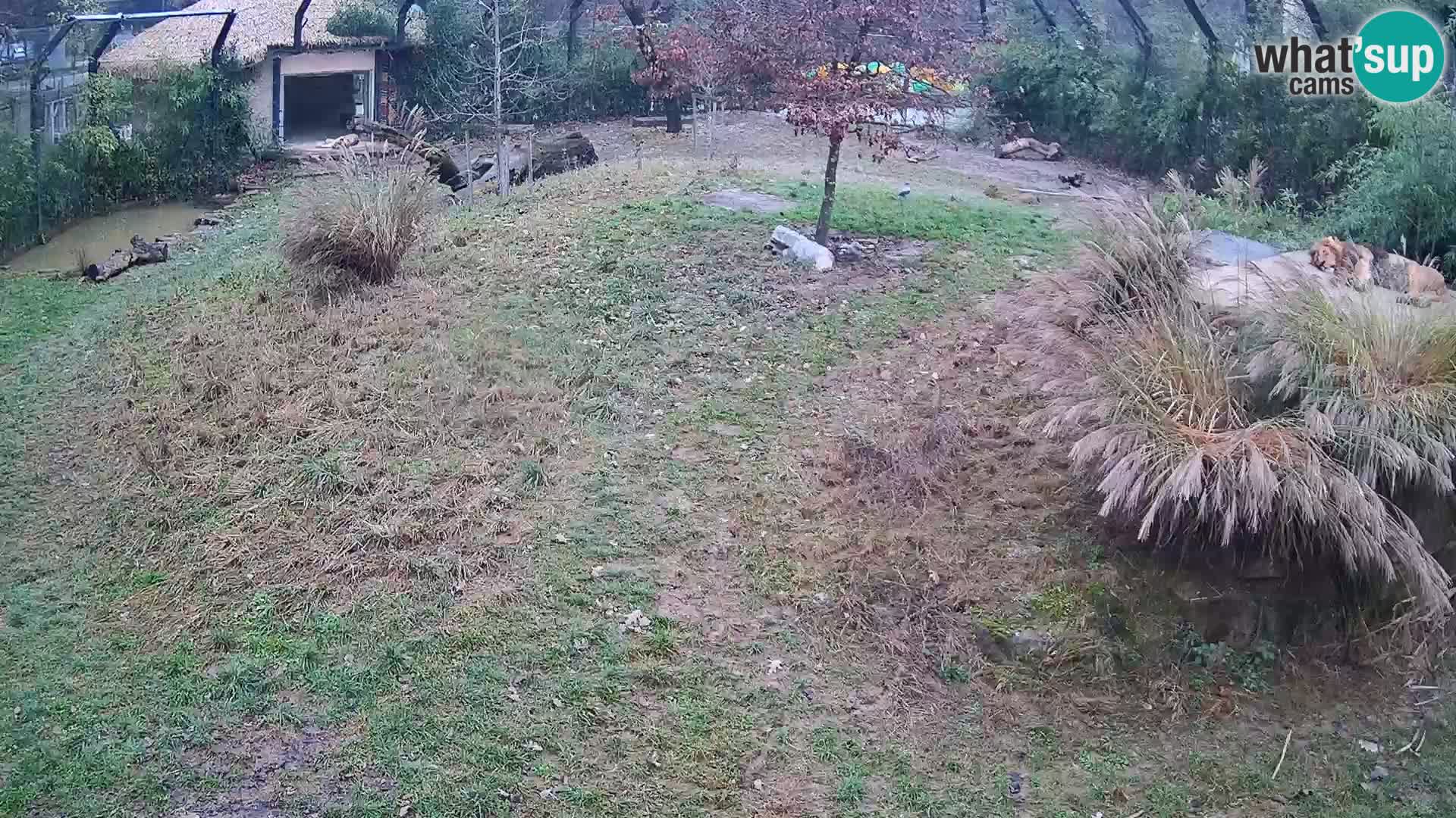 Live Ljubljana Zoo webcam Lion