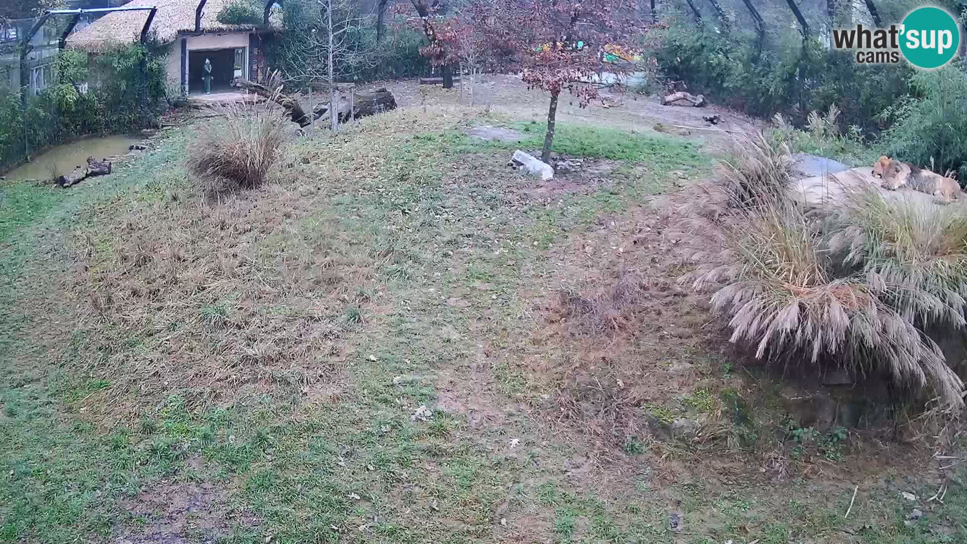 Zoo Ljubljana webcam Löwen