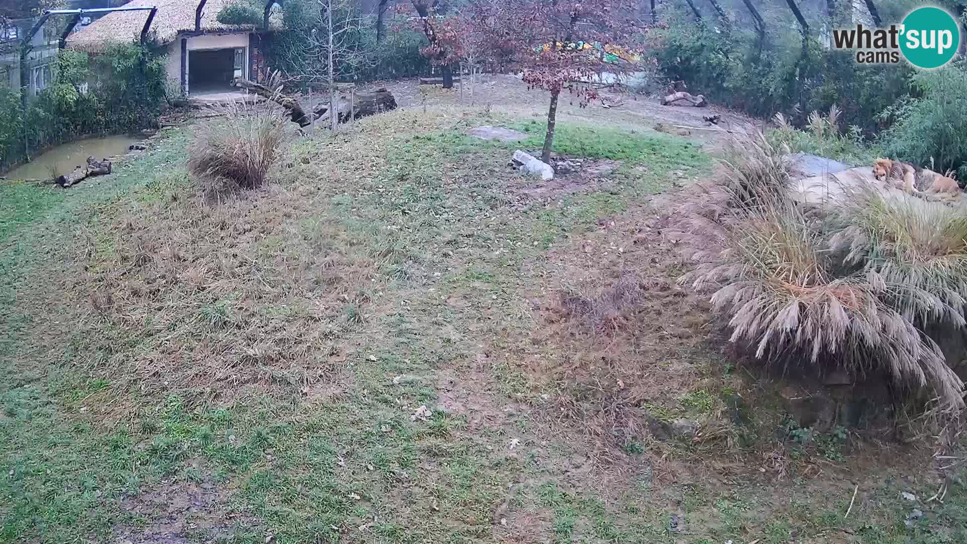 Ljubljana Zoo webcam Lion