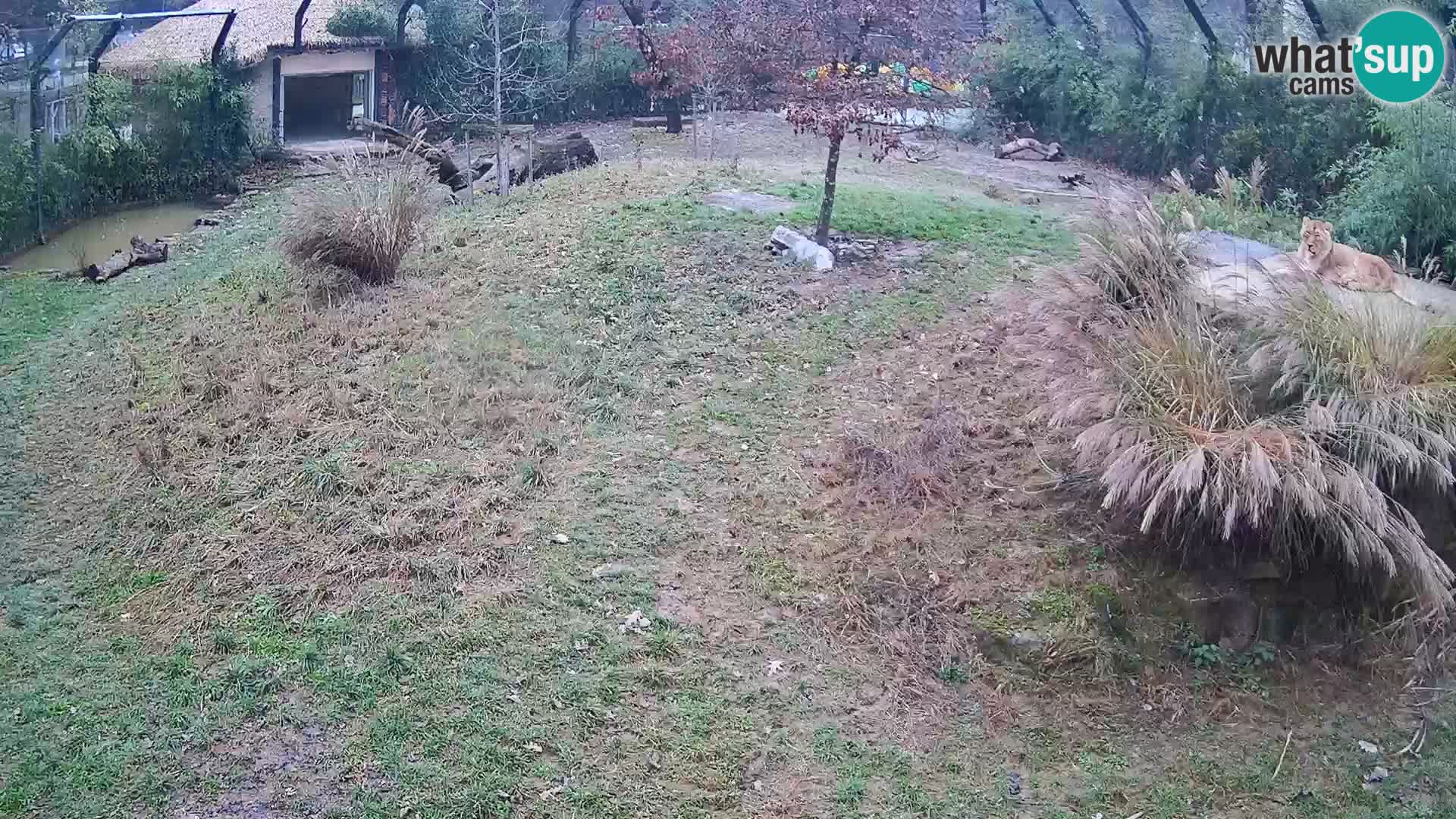 Ljubljana Zoo webcam Lion