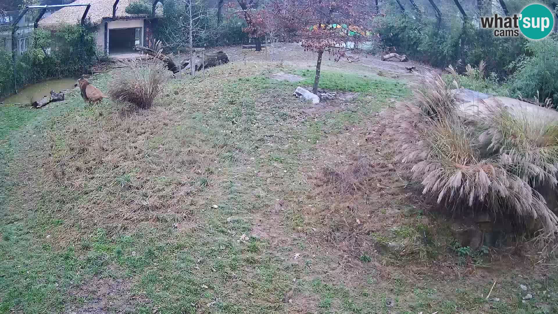 Zoo Ljubljana webcam Löwen
