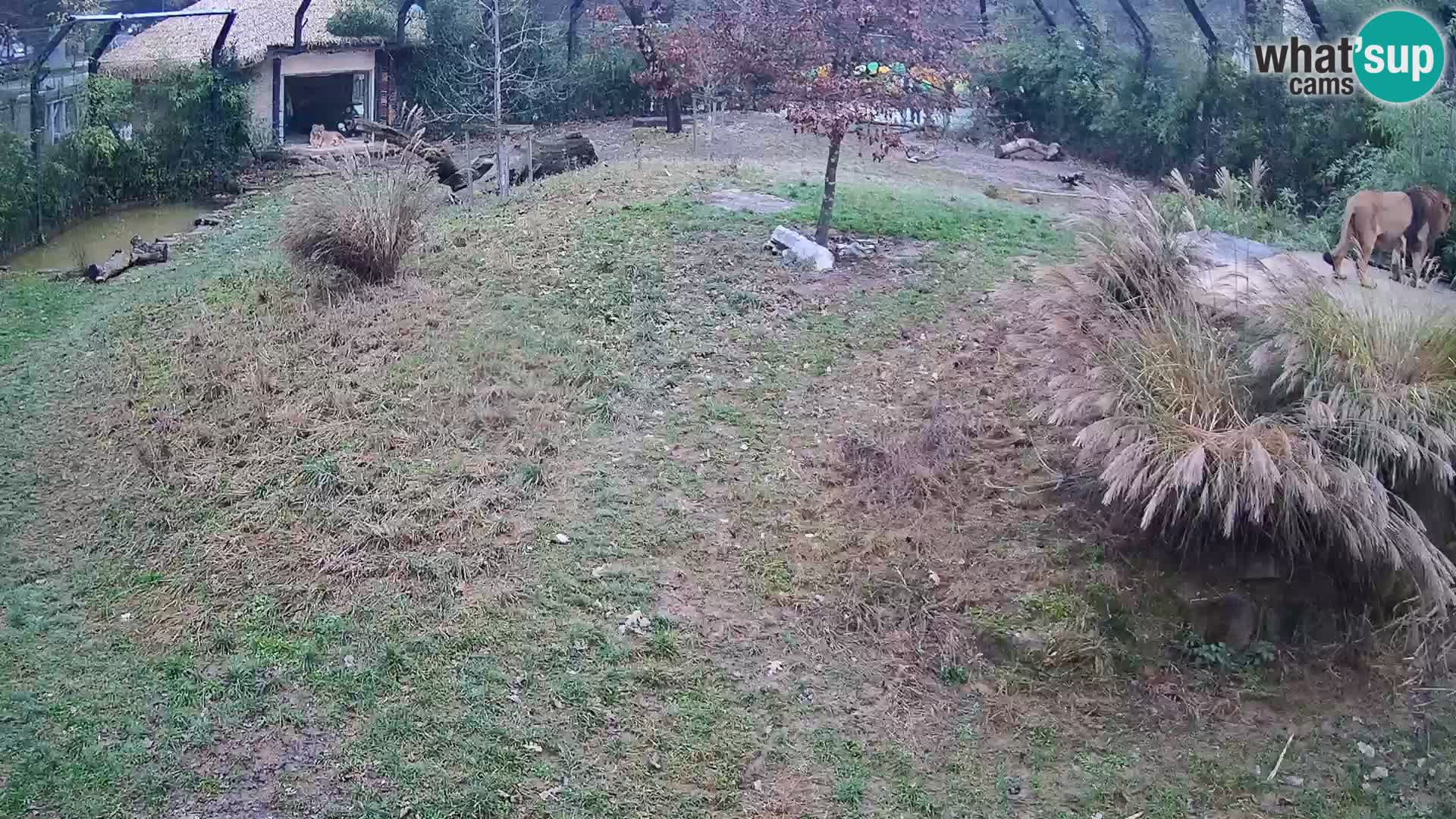 Zoo Lubiana live webcam Leoni