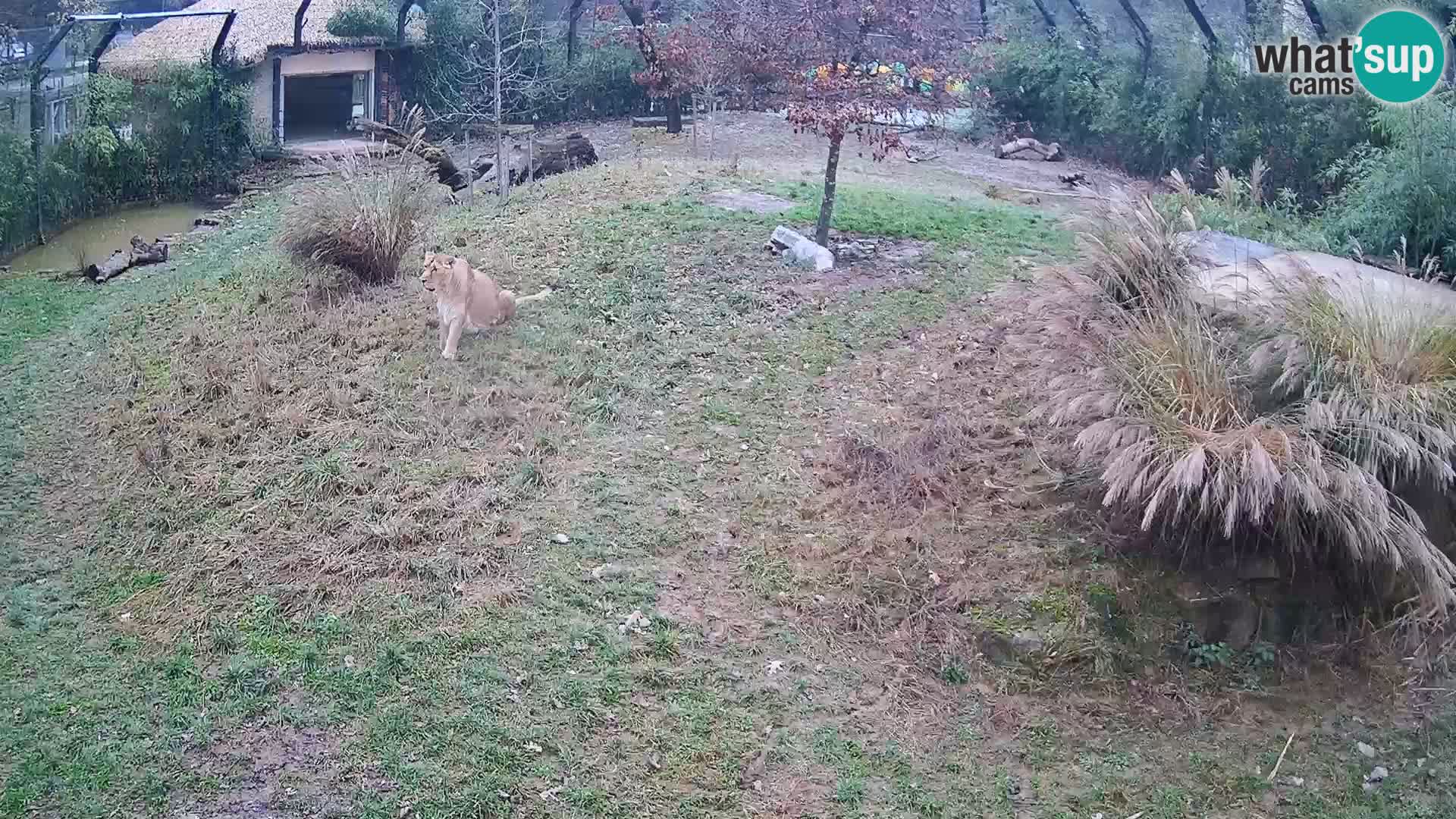 Ljubljana Zoo webcam Lion