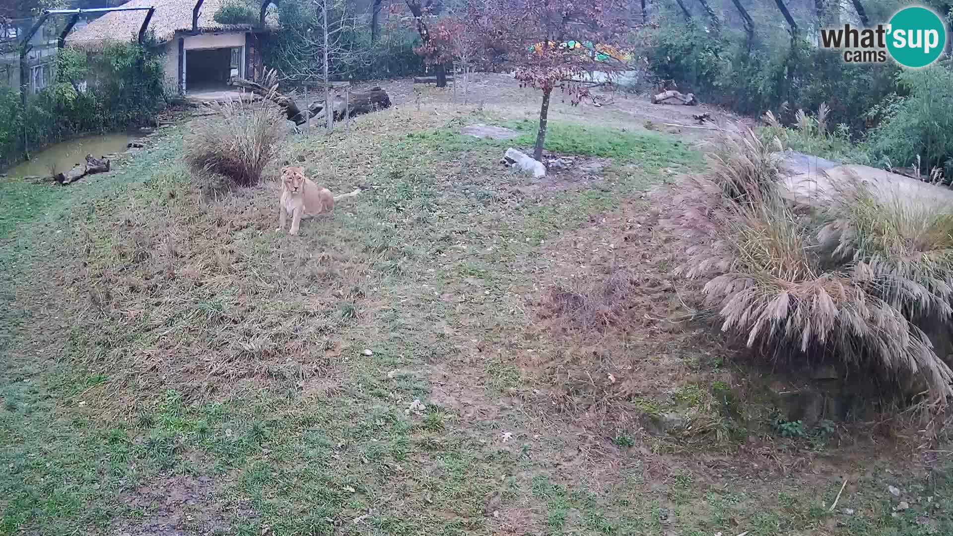 Zoo Ljubljana camera en vivo Leones