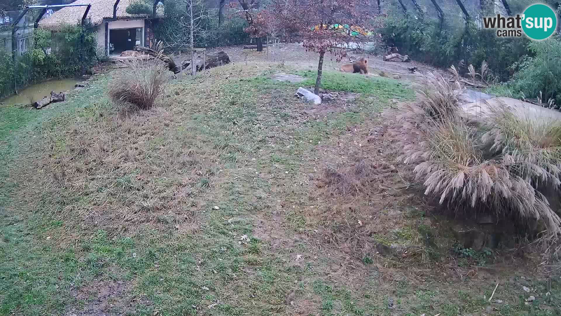 Live Ljubljana Zoo webcam Lion
