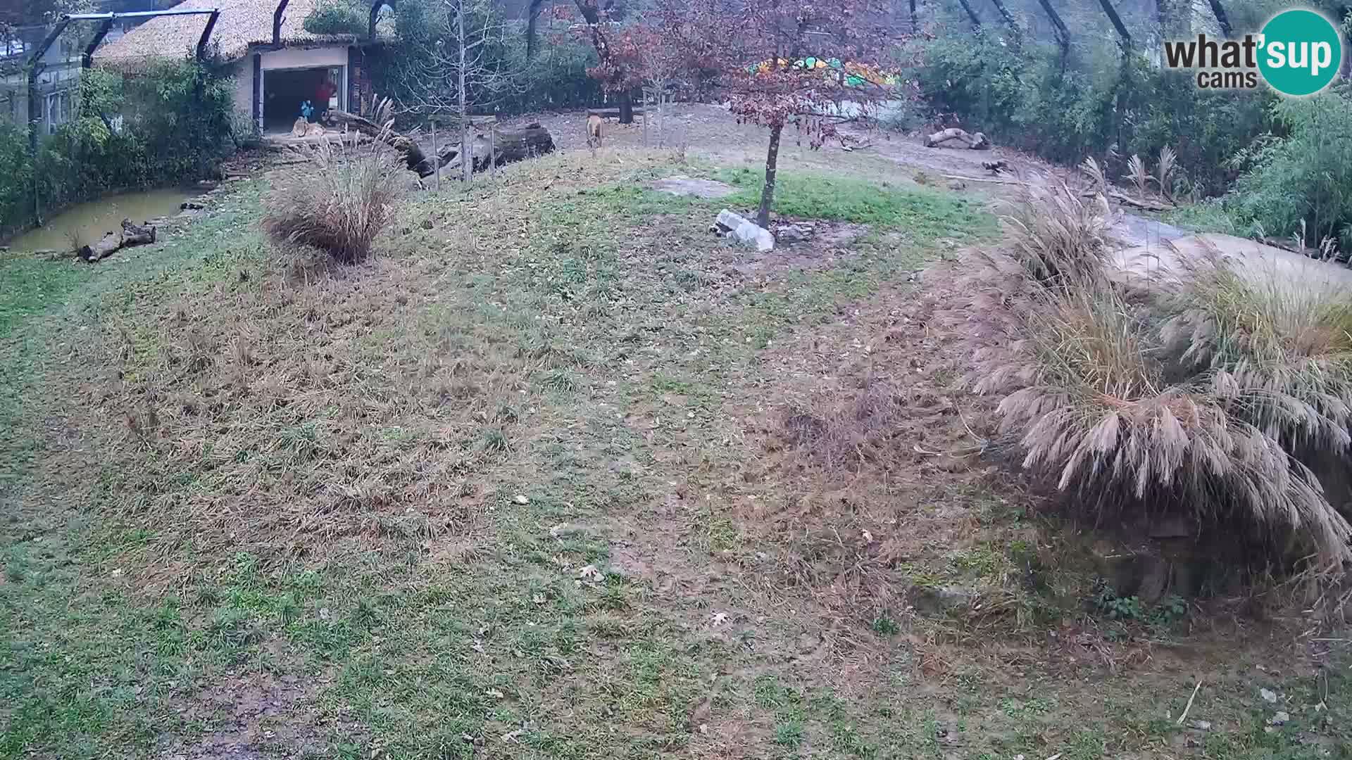 Zoo Lubiana live webcam Leoni