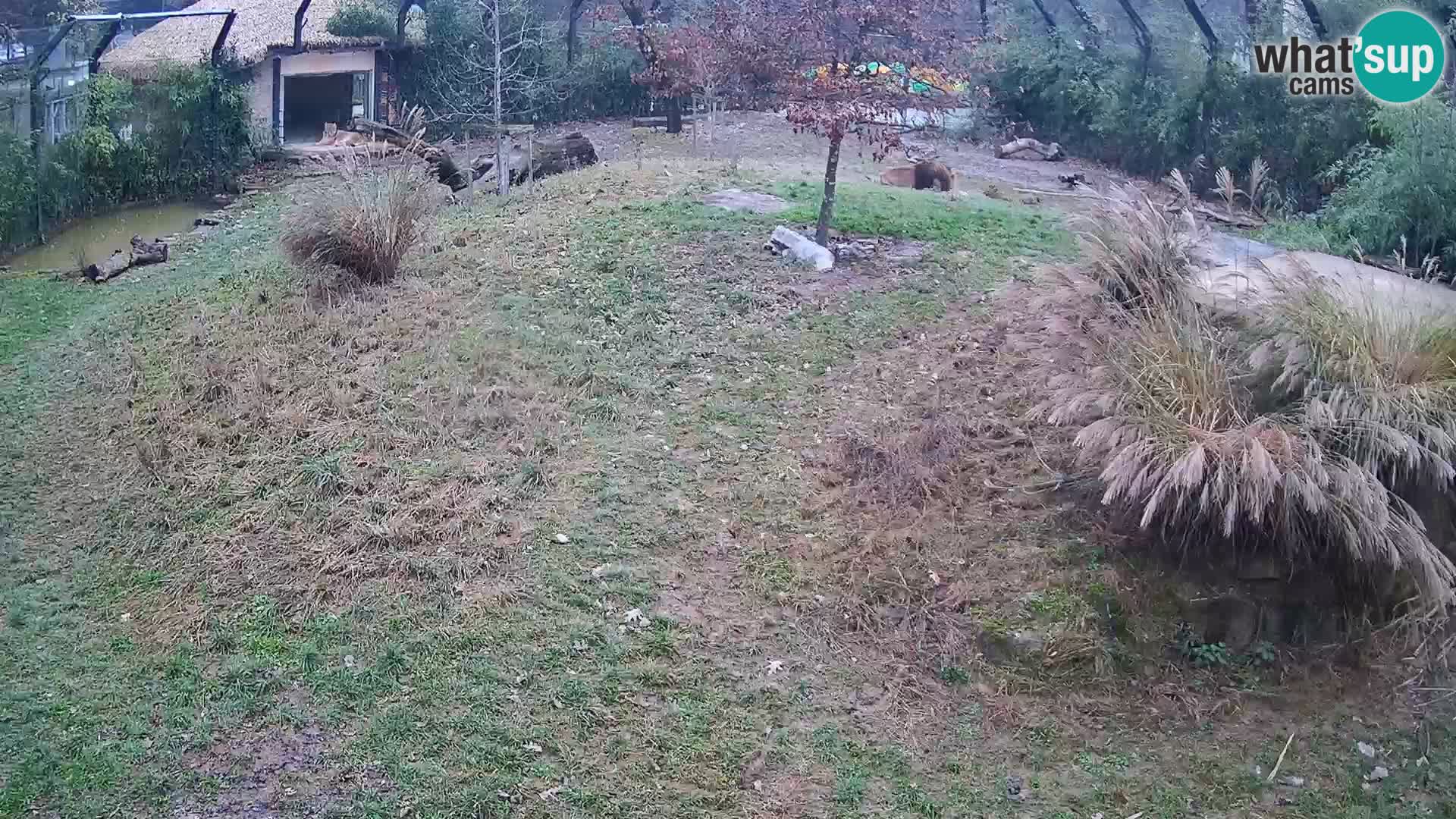Zoo Lubiana live webcam Leoni