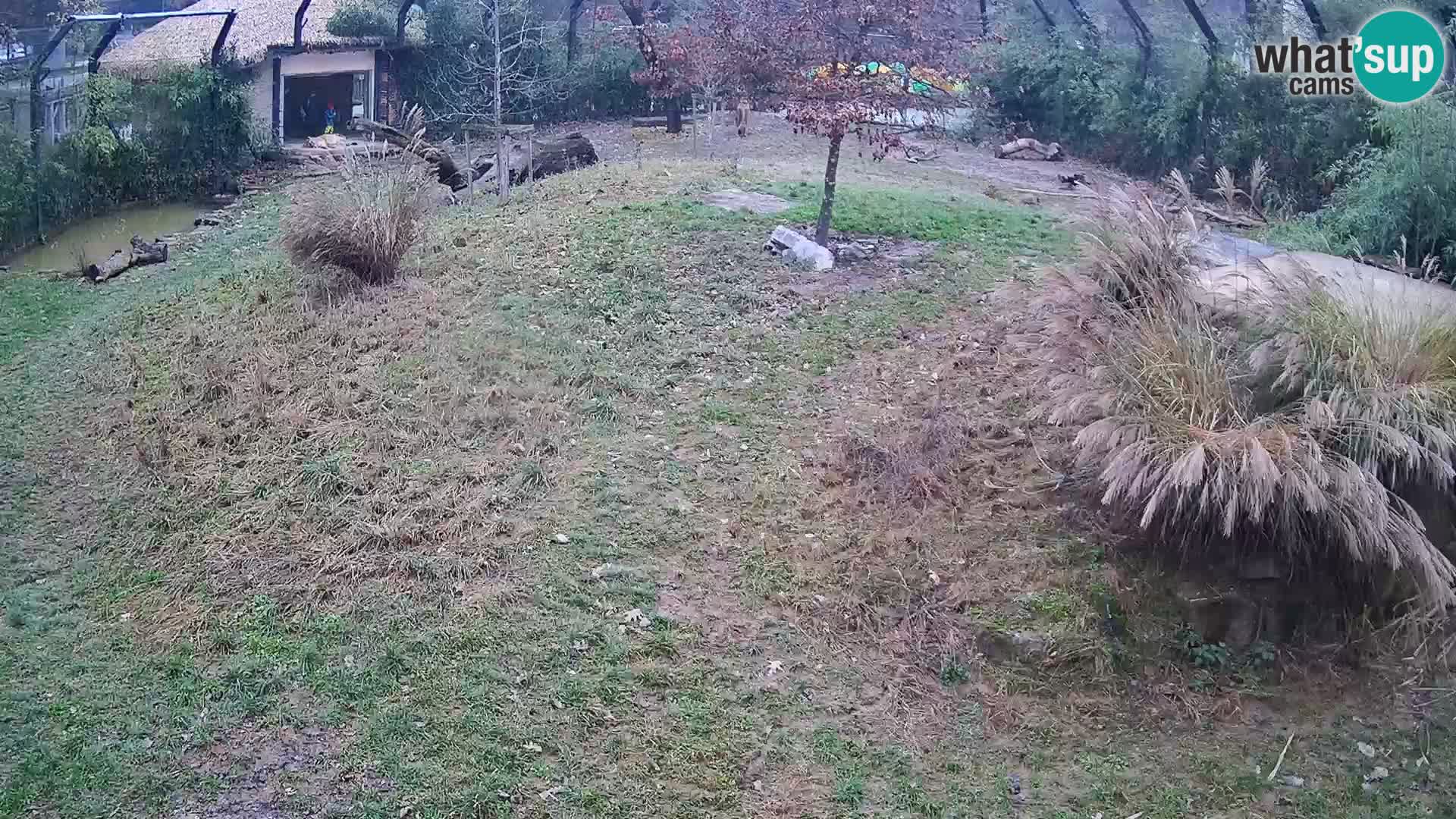 Ljubljana Zoo webcam Lion