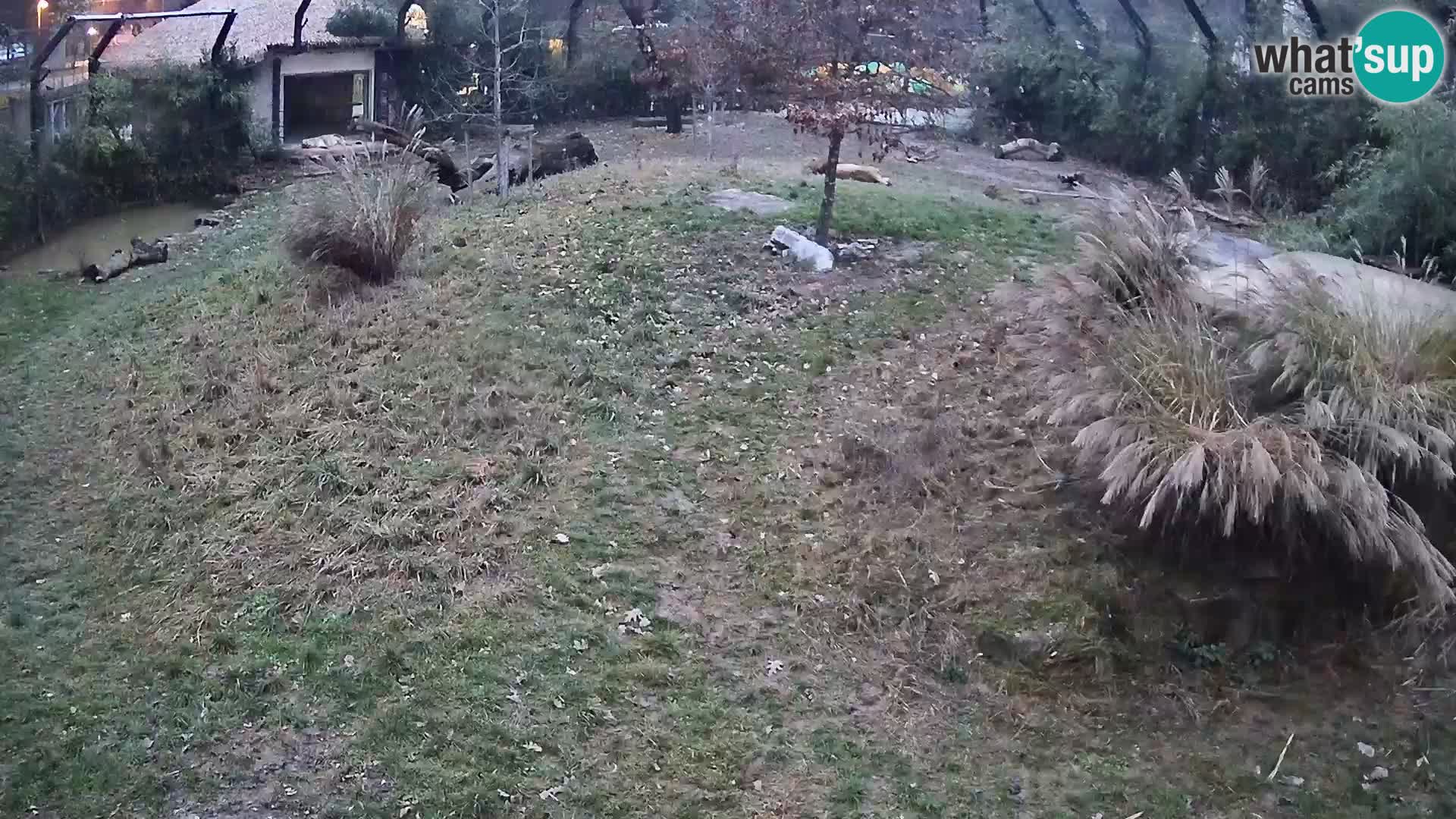 Ljubljana Zoo webcam Lion