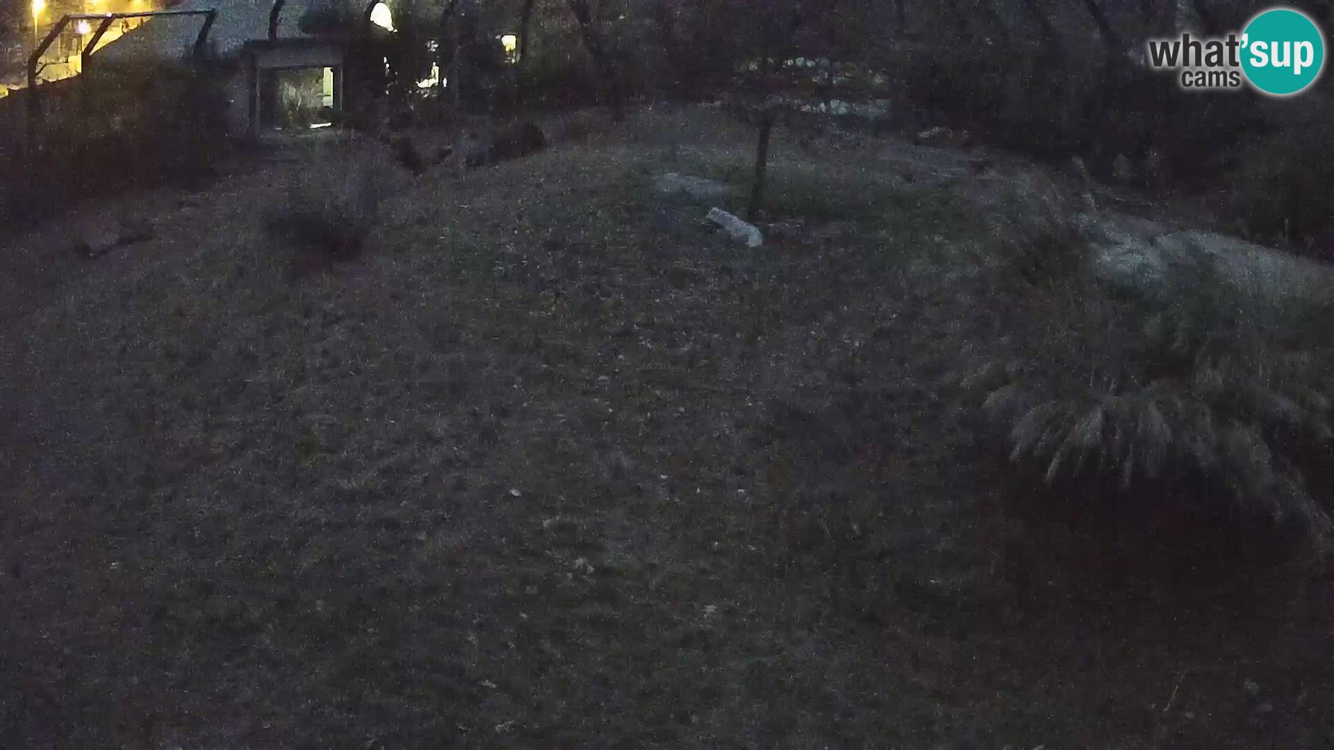 Ljubljana Zoo webcam Lion