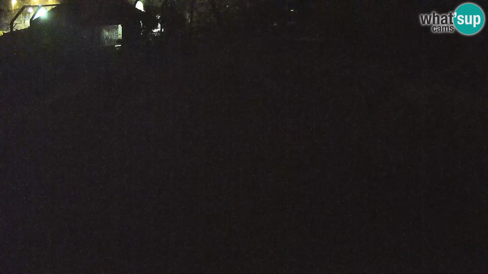 Live Ljubljana Zoo webcam Lion