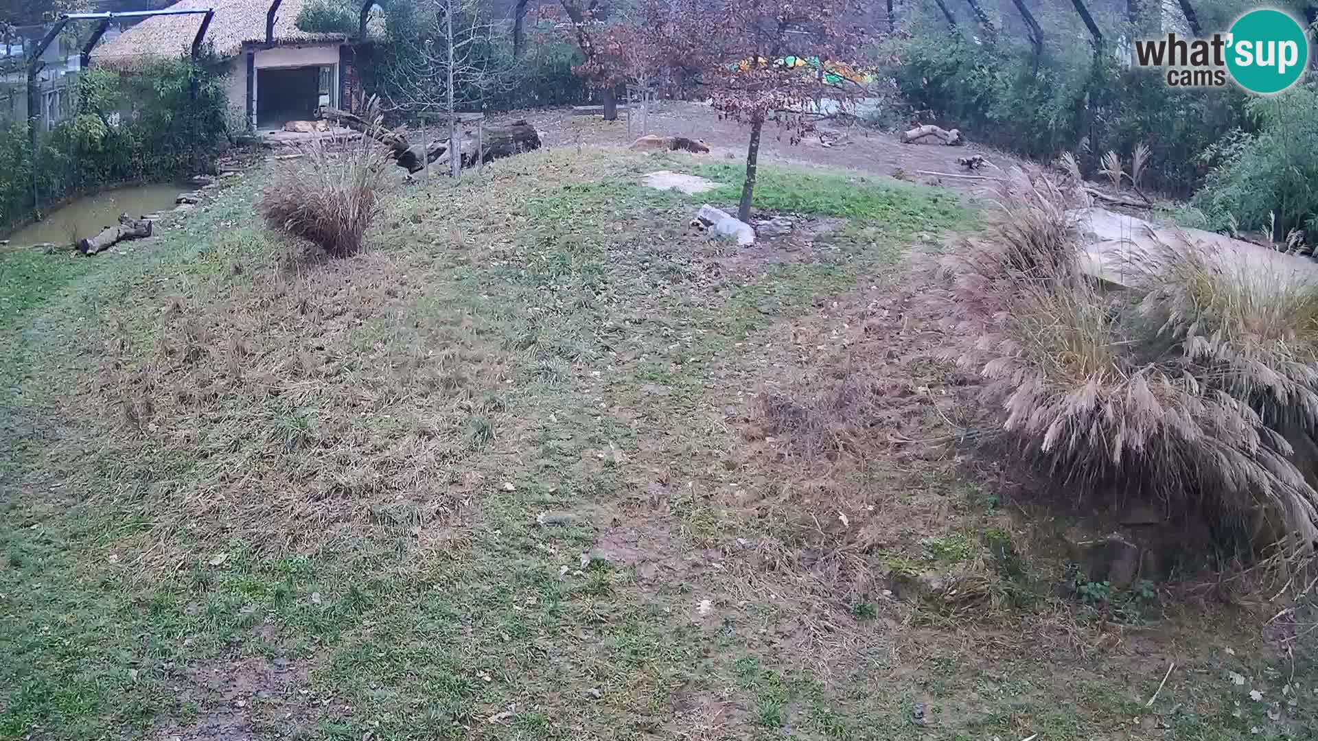 Zoo Ljubljana camera en vivo Leones
