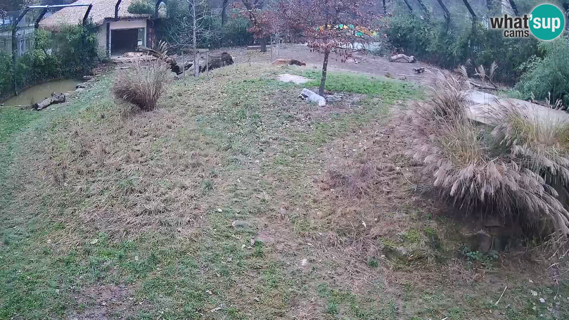 Ljubljana Zoo webcam Lion