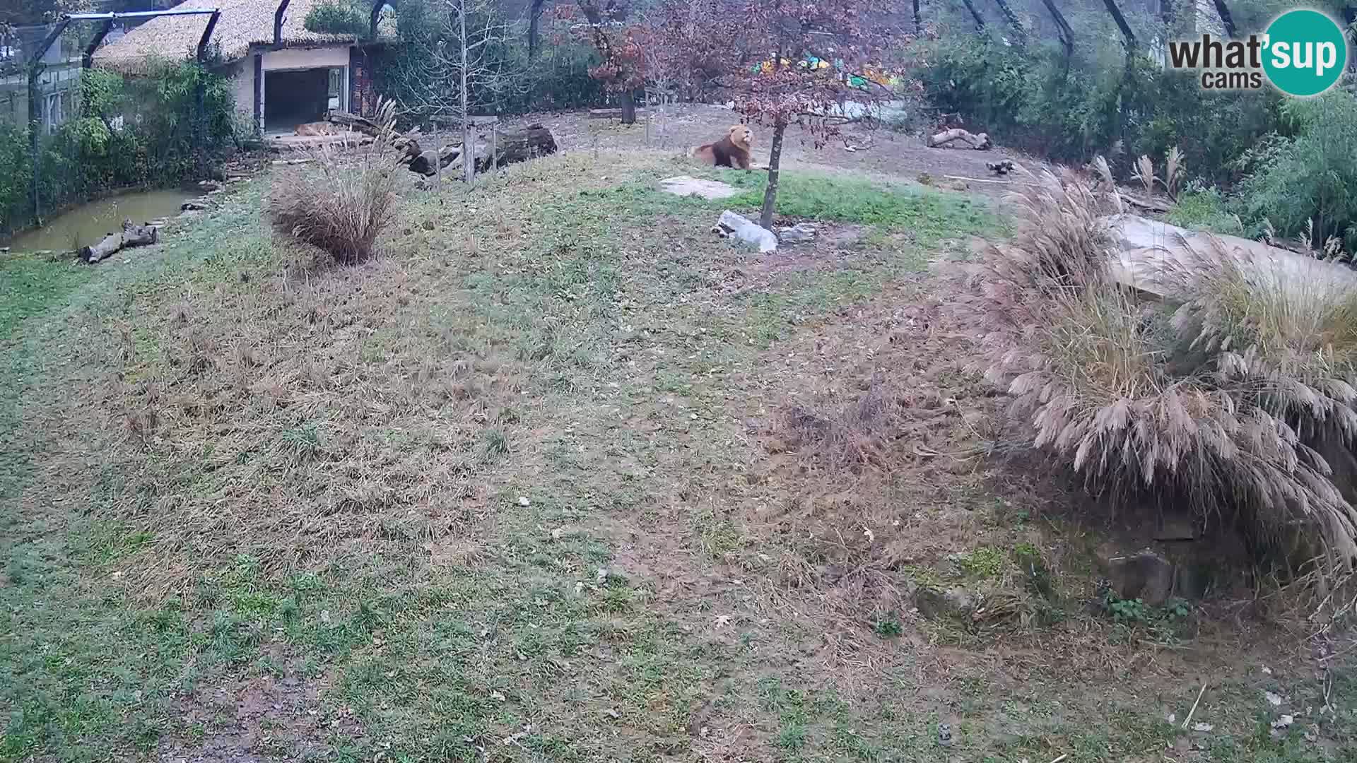 Zoo Lubiana live webcam Leoni