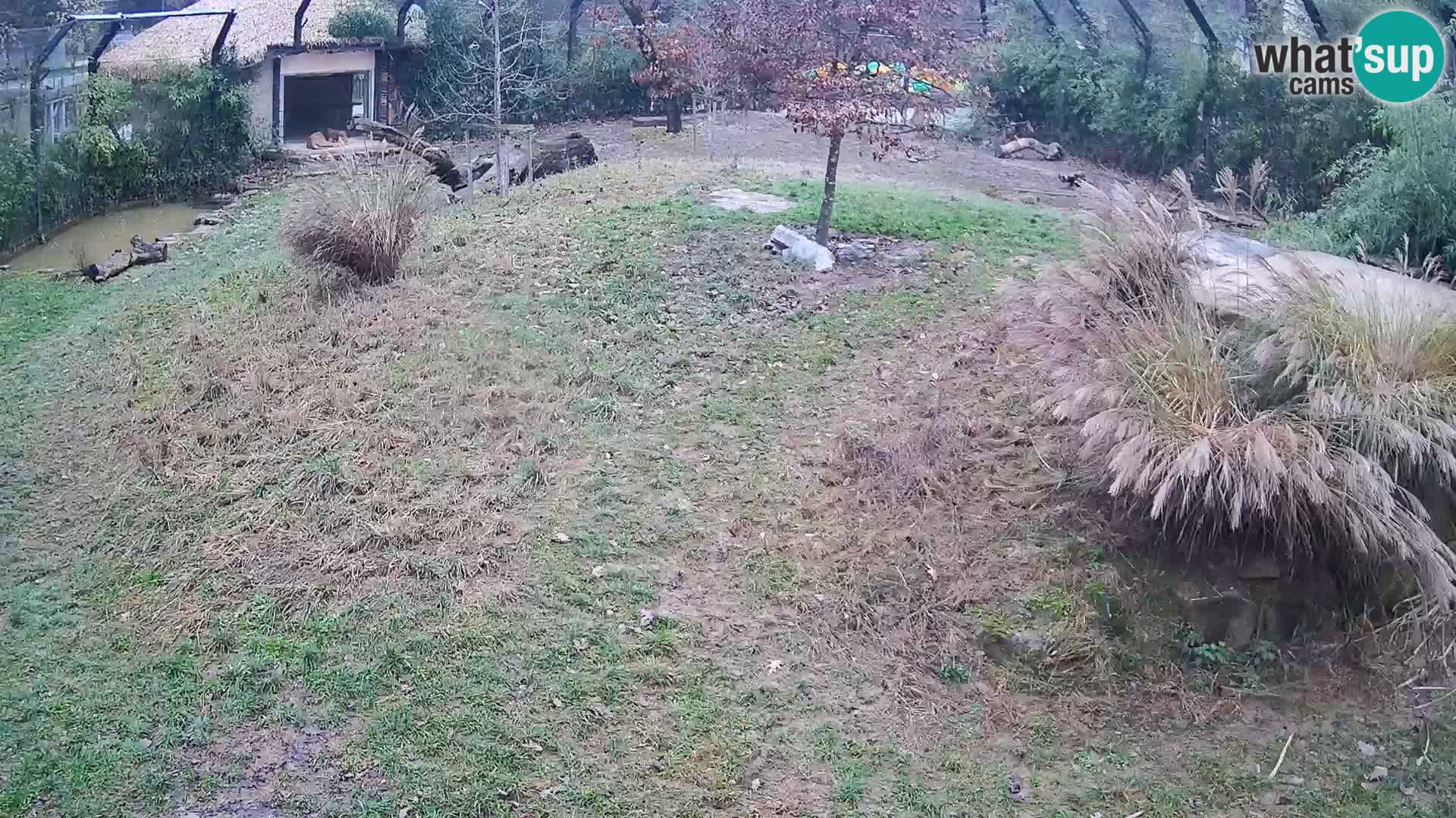 Zoo Lubiana live webcam Leoni