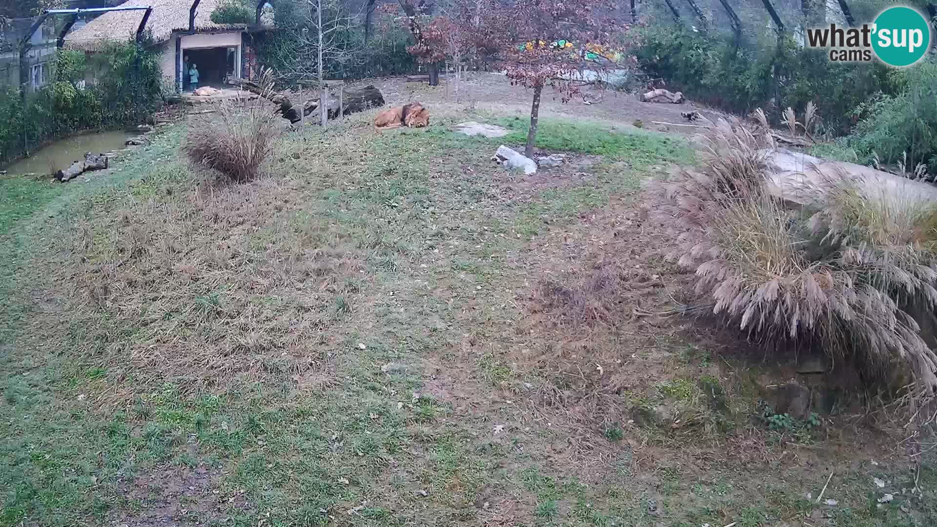 Zoo Ljubljana webcam Löwen