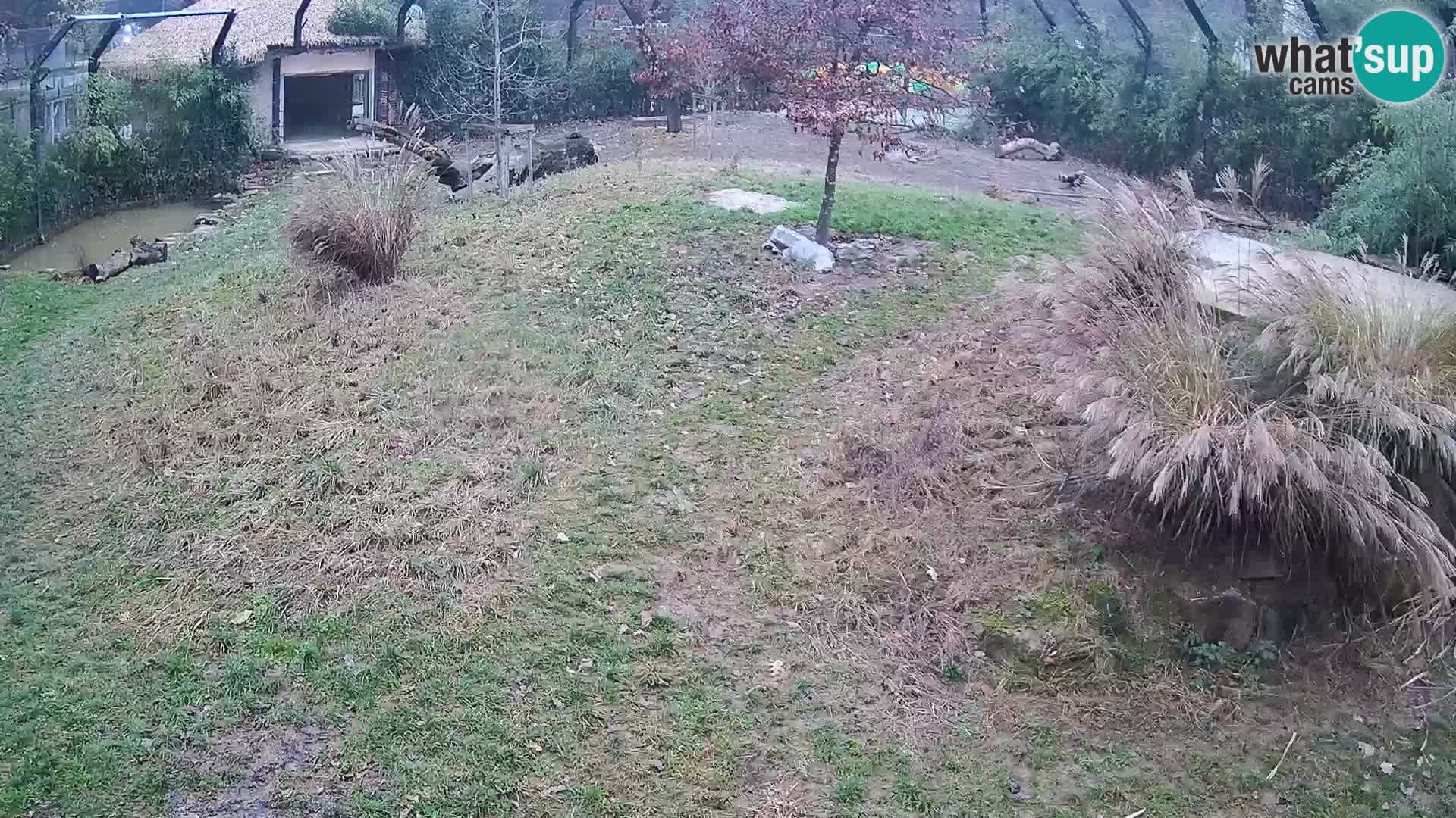 Živalski vrt Ljubljana kamera v živo Levi