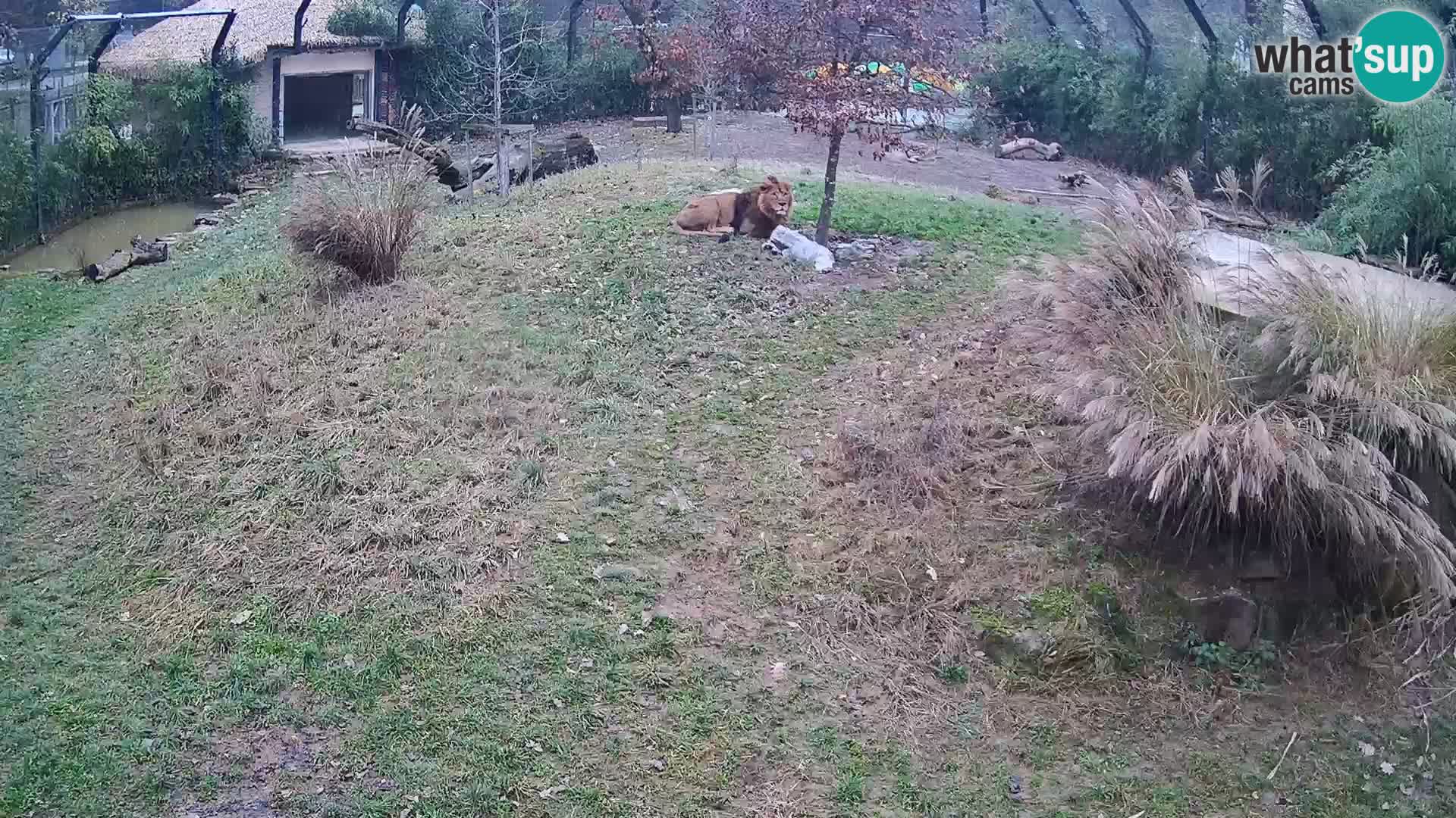 Živalski vrt Ljubljana kamera v živo Levi