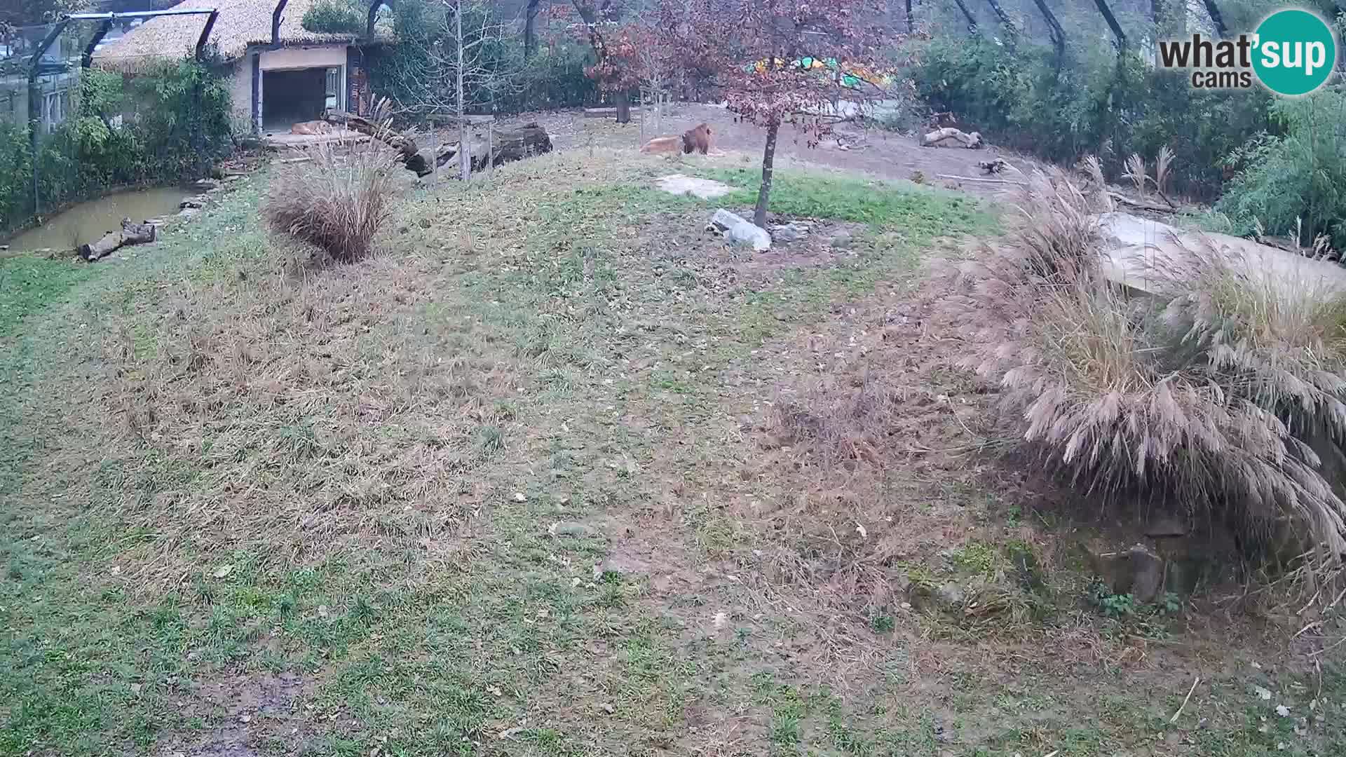Ljubljana Zoo webcam Lion