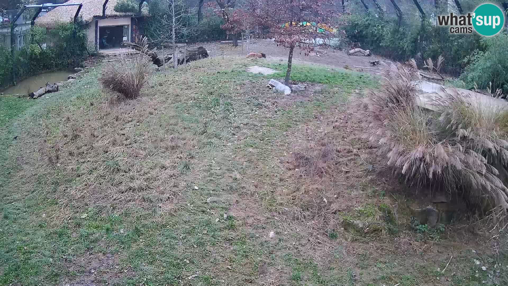 Live Ljubljana Zoo webcam Lion
