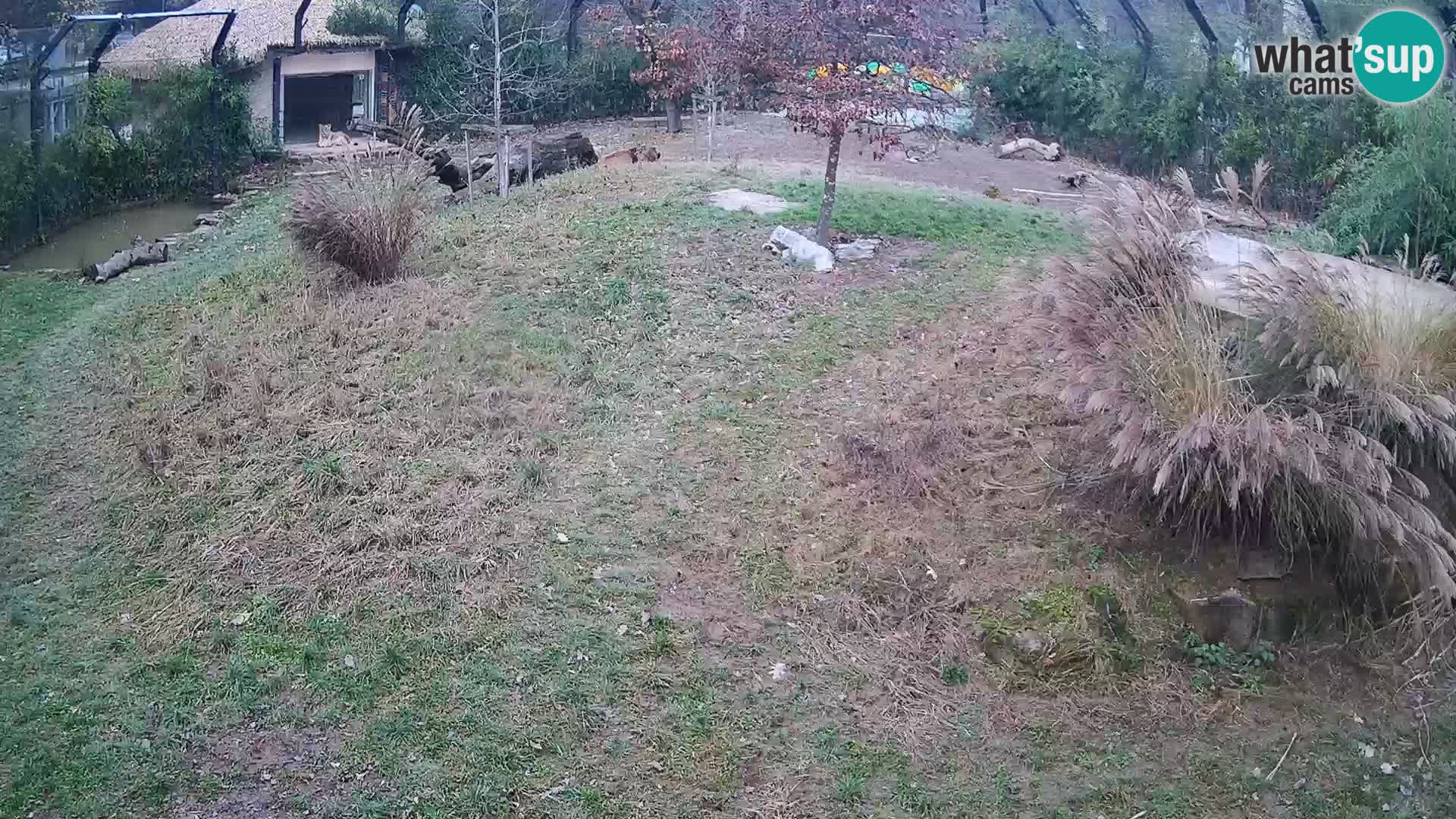 Live Ljubljana Zoo webcam Lion