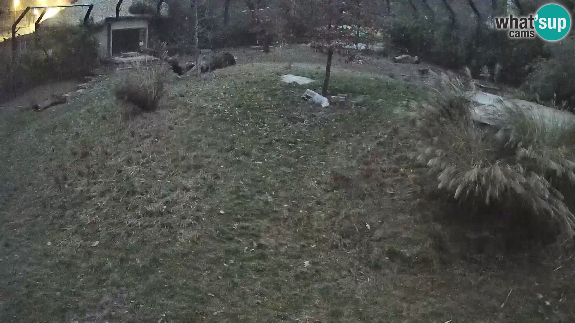 Live Ljubljana Zoo webcam Lion