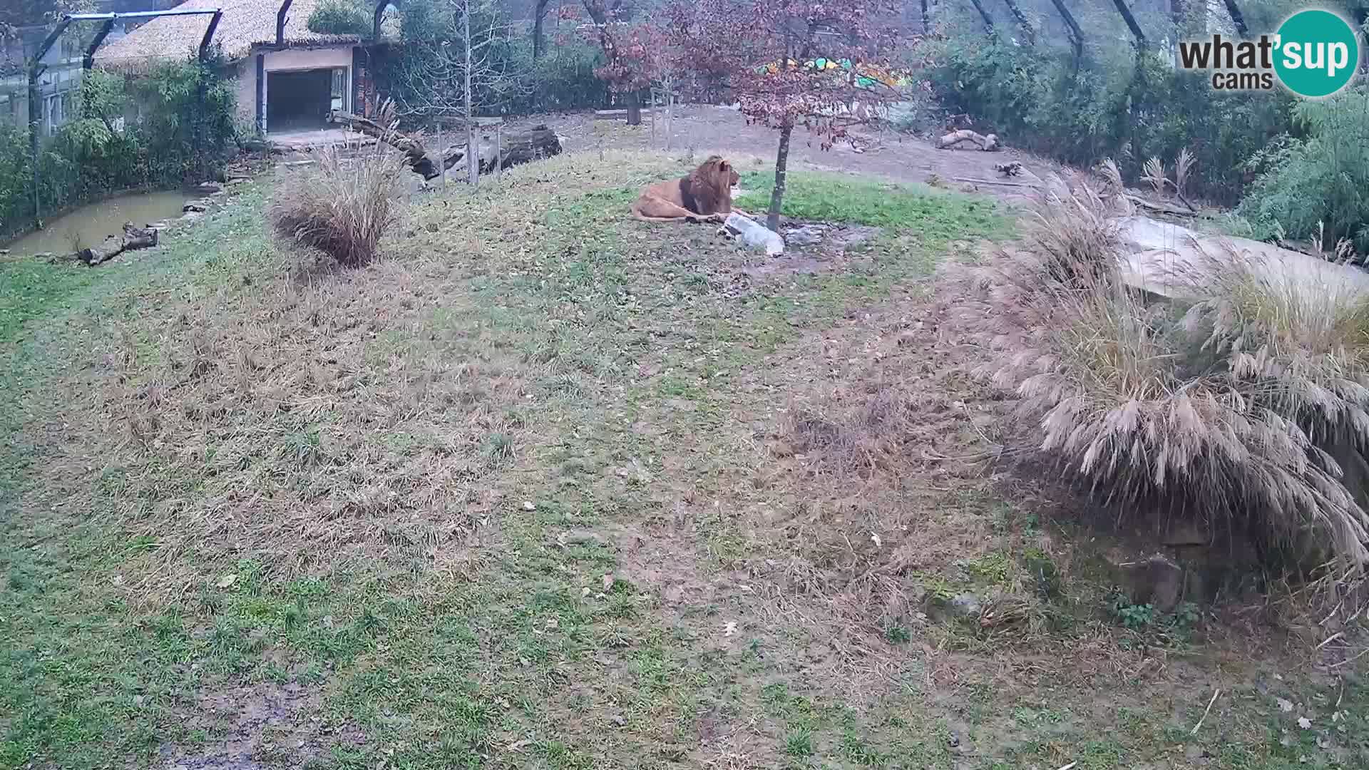 Live Ljubljana Zoo webcam Lion