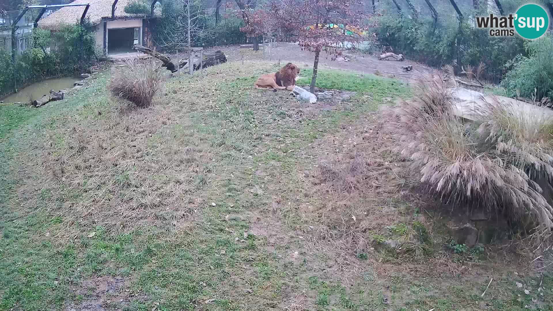 Zoo Ljubljana camera en vivo Leones