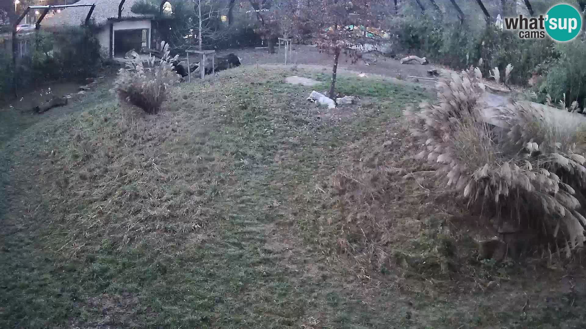 Ljubljana Zoo webcam Lion