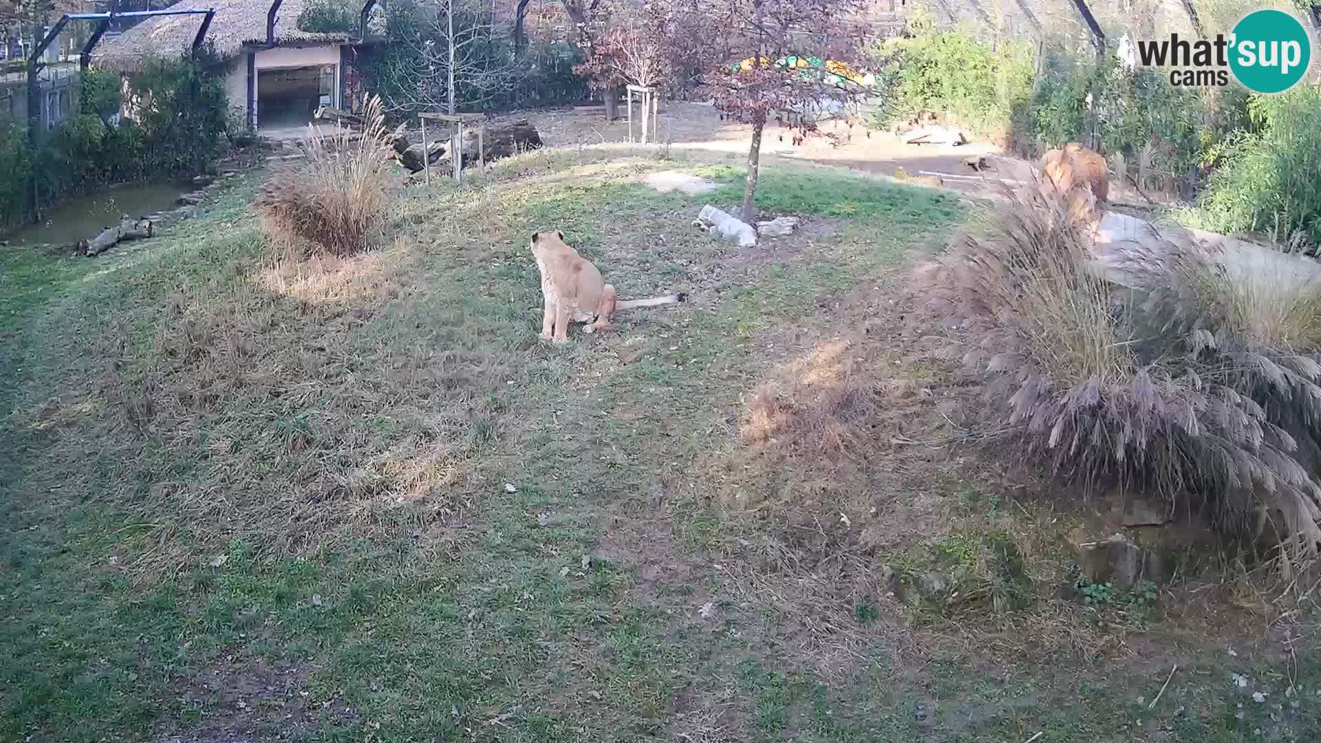 Zoo Lubiana live webcam Leoni