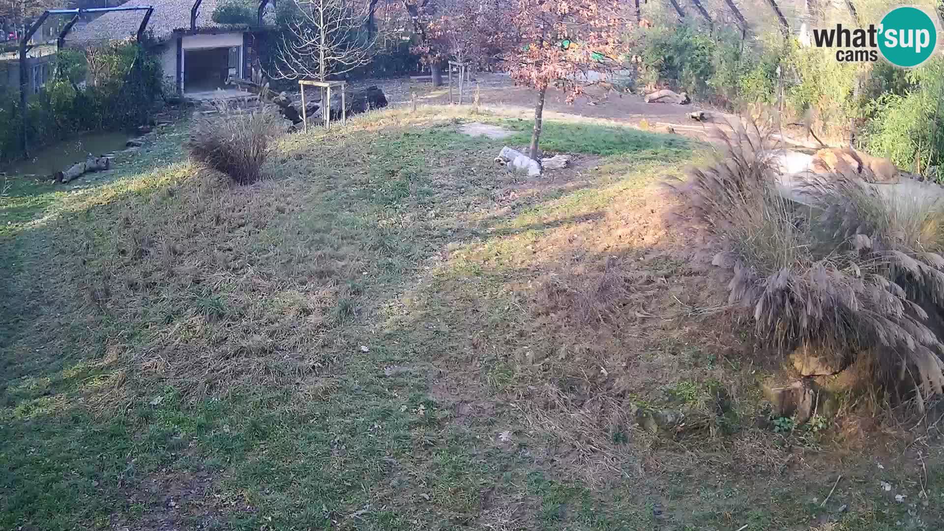 Ljubljana Zoo webcam Lion